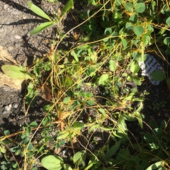 Cuscuta