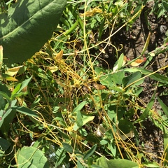 Cuscuta