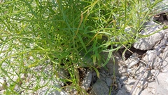 Erysimum repandum