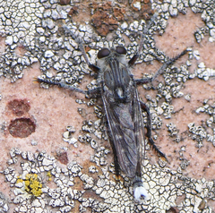 Promachus albifacies