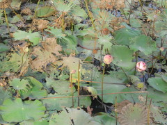 Nelumbo nucifera