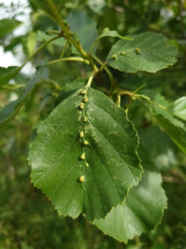 alder vein angle gall