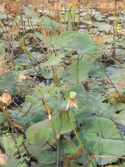 Nelumbo nucifera