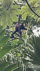 Alouatta palliata