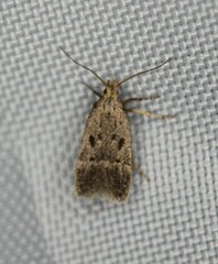 Neodactylota liguritrix