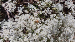 Pimpinella corymbosa