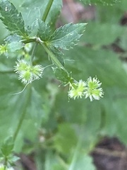 Canadian sanicle (Sanicula canadensis)