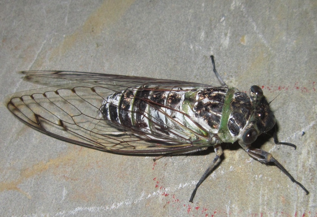 Champaka solivenae