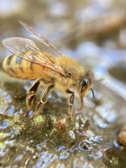 Apis mellifera