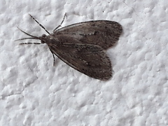 Trocodima lenistriata