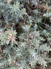 Ulex europaeus
