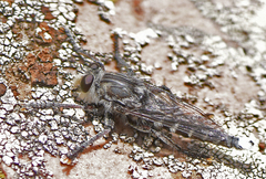 Promachus albifacies