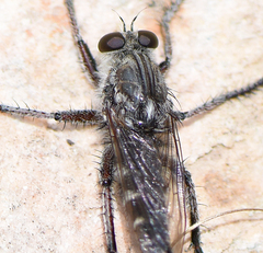 Promachus albifacies
