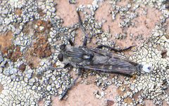 Promachus albifacies