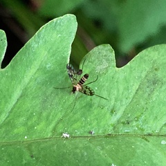 Proceroplatus elegans