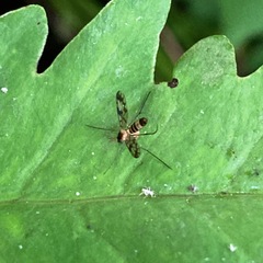 Proceroplatus elegans