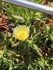 Carpobrotus edulis