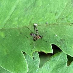 Proceroplatus elegans