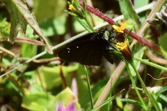 Pholisora mejicanus