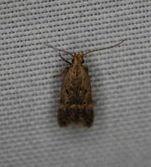 Neodactylota liguritrix