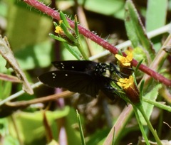 Pholisora mejicanus