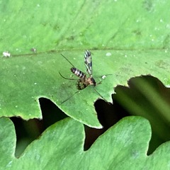 Proceroplatus elegans