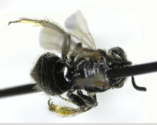 iNaturalist observation photo of Panurginus