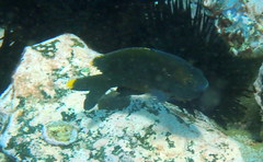 Plectroglyphidodon apicalis