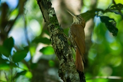 Lepidocolaptes squamatus