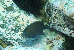 Plectroglyphidodon apicalis