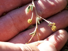 Mimosa rocae