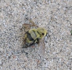 Bombus bimaculatus