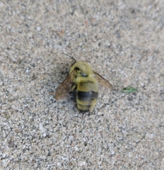 Bombus bimaculatus