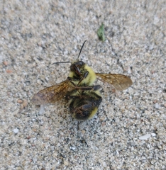 Bombus bimaculatus