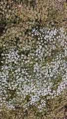 Pimpinella corymbosa