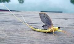 Palingenia longicauda