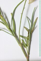 Astragalus ceramicus ceramicus