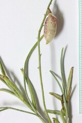 Astragalus ceramicus ceramicus