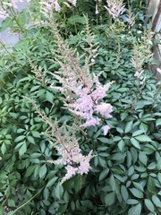 Astilbe rubra
