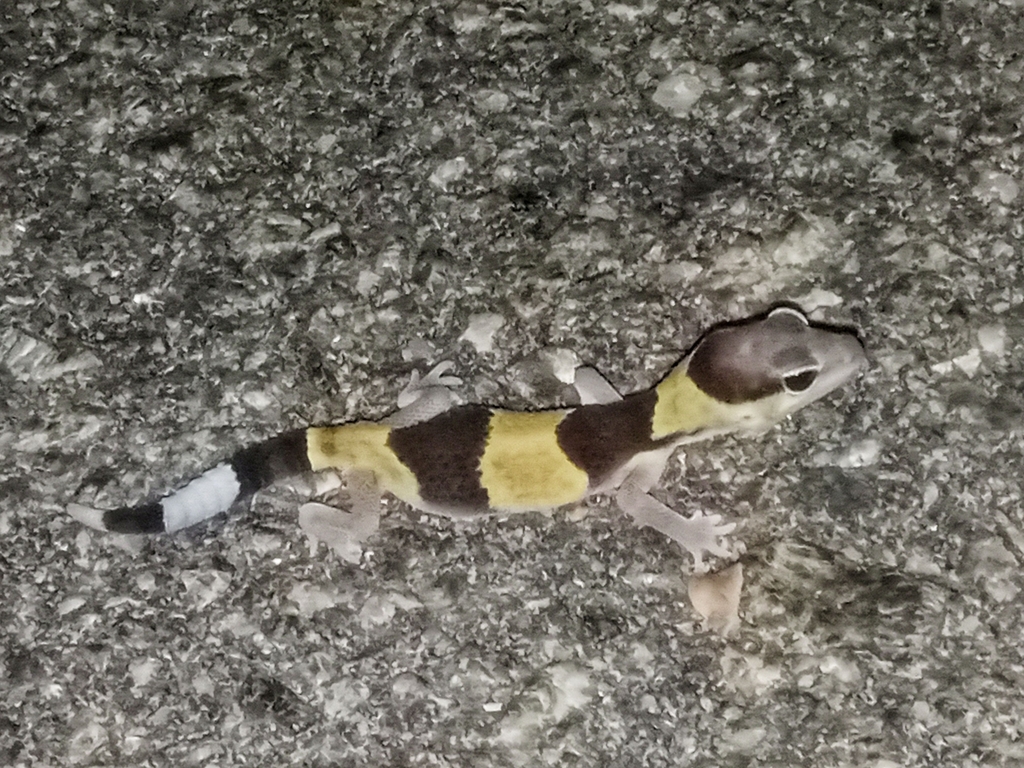 Fat-tail Gecko