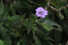 Ruellia erythropus