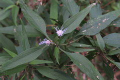 Chromolaena christieana