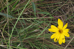 Aspilia pascalioides