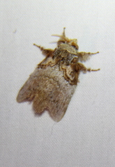 Euglyphis obliterata