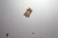 Euglyphis obliterata