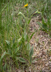 Arnica sororia