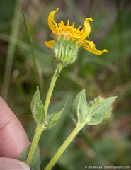 Arnica sororia