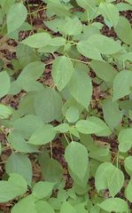 Laportea alatipes