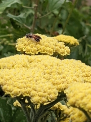 Epinomia