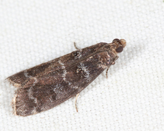 Ortholepis pasadamia